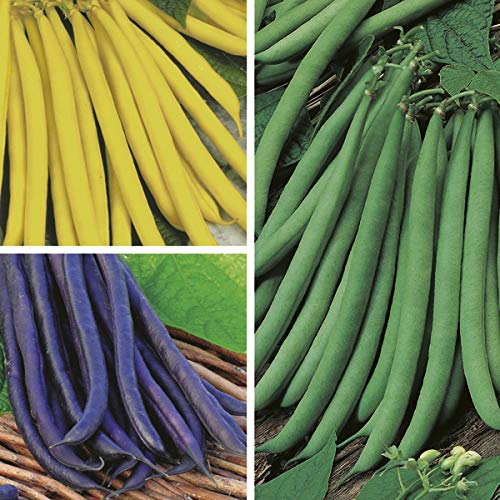 Creative Farmer Vegetable Seeds Pole (Climbing) Mixed Seeds - French Bean Seeds Climber Plant Terrace Gardening Home Garden Seeds (B07N479G88) Amazon Price History, Amazon Price Tracker