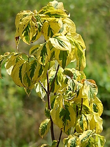 ⭐️大型⭐️ハナミズキ Amazon | 花水木 ハナミズキ苗 白花 斑入りの葉 レインボー | 植木