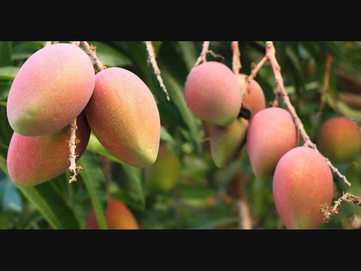 See full amazon price history chart for WinWood Arunika Mango Plant-Grafted Variant Plant. WinWood Arunika Mango Plant-Grafted Variant Plant. (B09TLGTLJW) Amazon Price History, Amazon Price Tracker