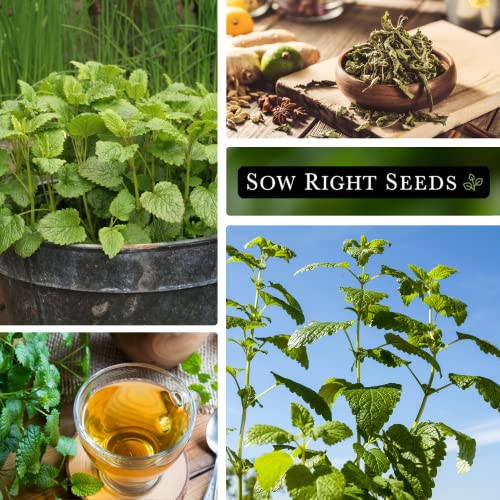 Sow Right Seeds - Lemon Balm Seeds for Planting - Non-GMO Heirloom Packet with Instructions - Easy to Grow Herb Garden - Aromatic Herb and Great for Herbal Teas - Perennial Mint Relative (1) - Image 4