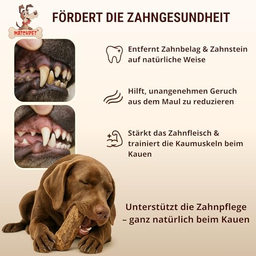 Kauwurzel für Hunde aus Baumheide Natürlicher Kausnack aus Hartholz Langlebig & splitterfrei Extra Kleine 2 Stück