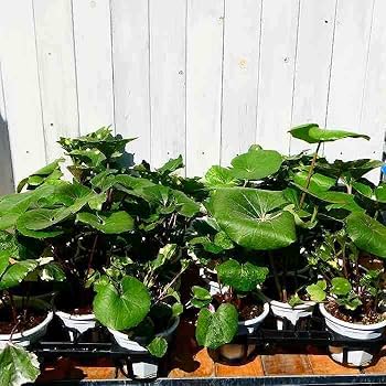 Amazon | ツワブキ 碧霞元君 苗 4号鉢 斑入り 星斑 石蕗 山野草 和風