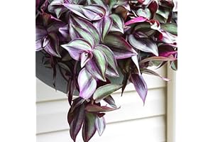 Purple Wandering Jew Plant Cuttings: Embellish Your Indoor Oasis