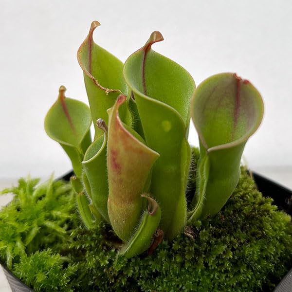 Amazon｜[観葉植物フェア]ヘリアンフォラ 3号ポット[食虫植物]｜観葉