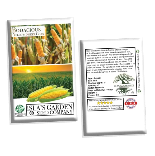 Bodacious Rm Sweet Yellow Corn Seeds For Planting, 50+ Seeds Per Packet, (Isla's Garden Seeds), Non Gmo Seeds, 90% Germination Rates, Scientific Name: Zea Mays, Great Home Garden Gift #TOP6