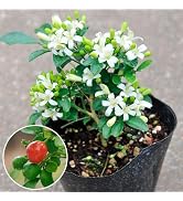 Amazon.co.jp: 国華園 種 花たね 宿根草ミックス 1袋(300mg) 多年草