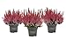 Produktbild Heidekraut Pflanze im Topf, Beauty Ladies® Sanne (Rot), 3er Set, winterhart