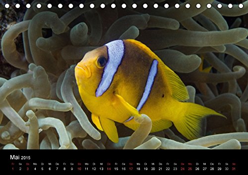 Anemonenfische, Mein Revier. (Tischkalender 2015 DIN A5 quer): Rotmeer Anemonenfische (Tischkalender, 14 Seiten)
