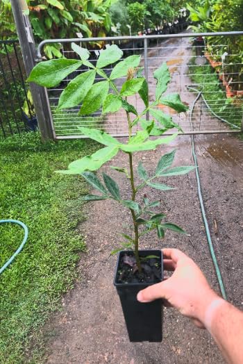Ice Cream Bean Tree sapling