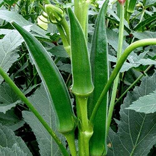 Image of Desi /Native /Non-GMO Bhindi /Okra seeds for home garden | 80 Seeds | Best in Germination | Free Growing Instruction Manual (Pack of 2)
