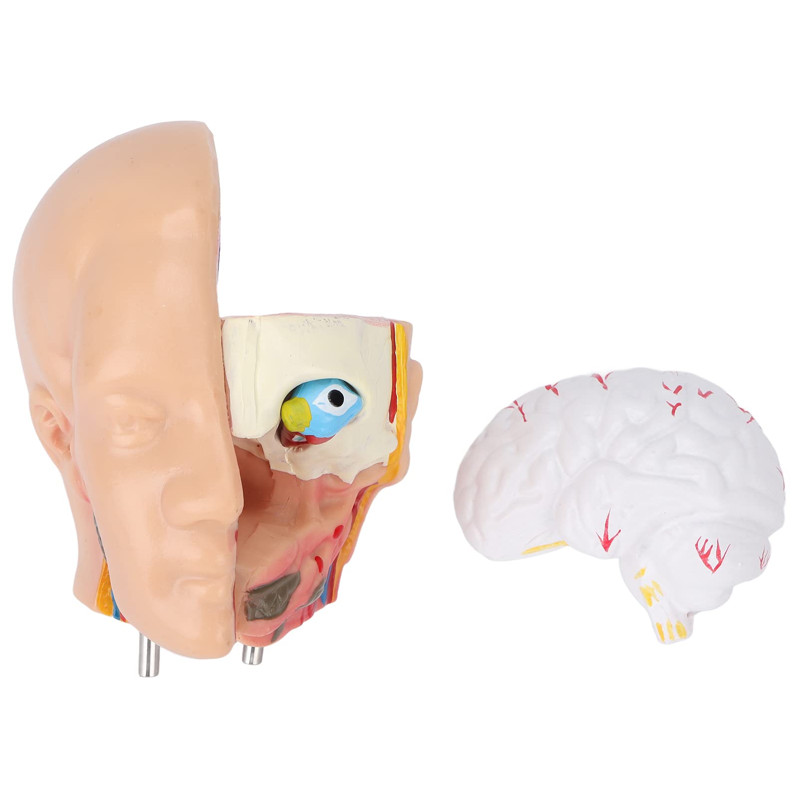 Fabater Modello di Torso Umano Rimovibile 17,7 Pollici Modello Anatomico del Corpo Educativo per Insegnamento, Scuola, Ospedale - Strumento di Apprendimento della Struttura dell'organo Cerebrale