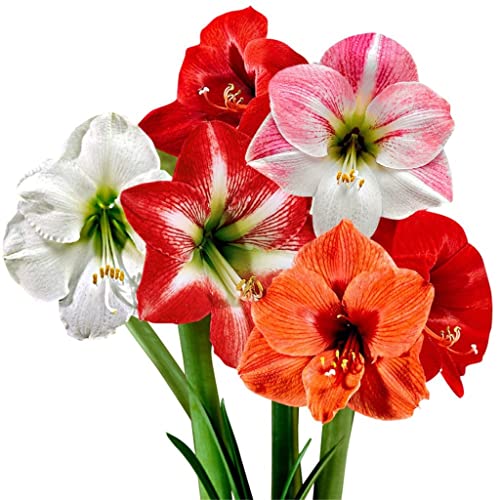 Amaryllis In Wachs kaufen Die 15 besten Produkte im Vergleich