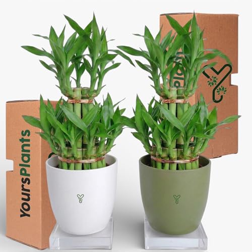 Image of Lucky Bamboo Live Indoor Plant combo | Low Maintenance Feng Shui & Vastu Good Luck Plant for Home and Office Decor (Round Pot)