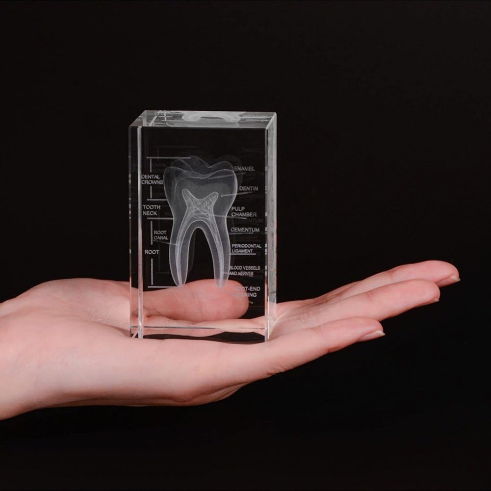 Gebissクリスタルの3D解剖学 - オリジナル3Dクリスタル - 3D義歯 Amazon.co.jp: 歯モデル 歯科用 歯模型 クリスタル 3D 立方体 解剖学