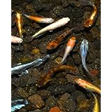 【 餌 おまけ付き 】メダカ 生体 稚魚 ミックス 10匹 + α S ~ SS サイズ 改良 めだか amazon marugen medaka【 必ず6種類入っている プロの育成書付き 安心の死着保証 養魚場直送 】 めだか 専門店 丸玄
