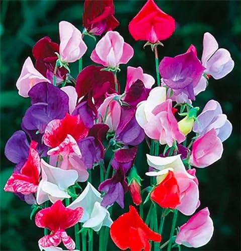 Fragrant Sweet Pea Seeds Climbimg Vine Up to 8' - Approximately 50 Seeds - Most Fragrant Sweet Peas - Lathyrus Odoratus