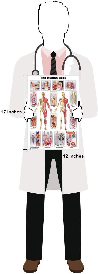 Female Anatomy (12 * 17)