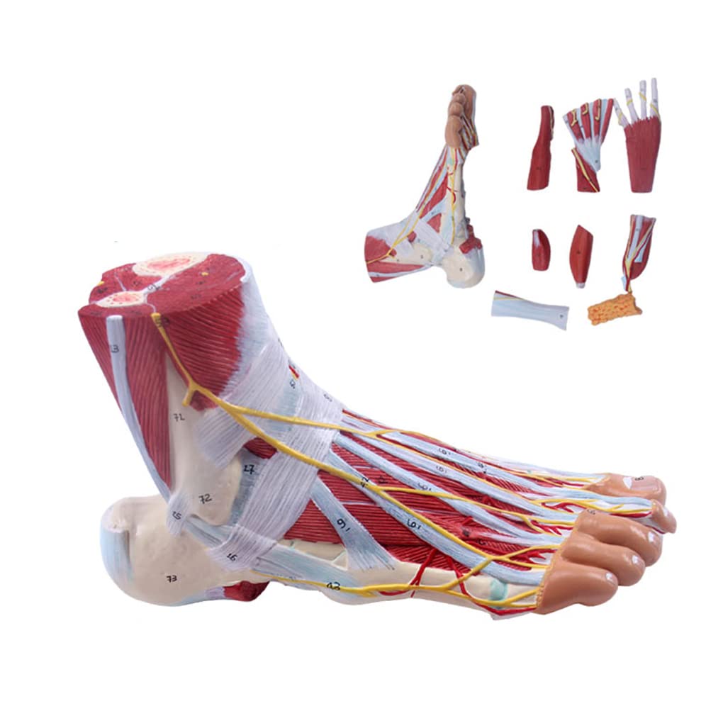 A338 足の解剖模型 9パーツ A338 足の解剖模型 9部品 A338 足の解剖模型 9部品 A338 足の解剖模型