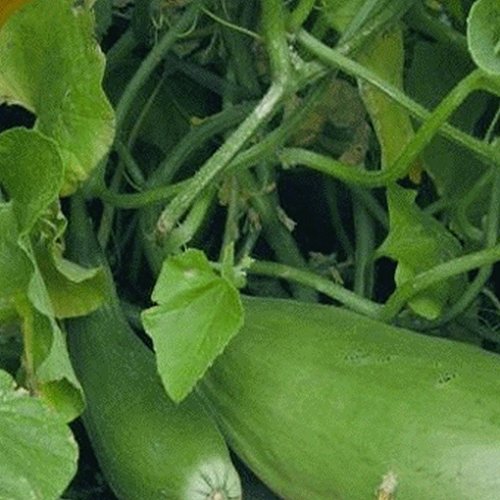 50 Semi Banana Melone