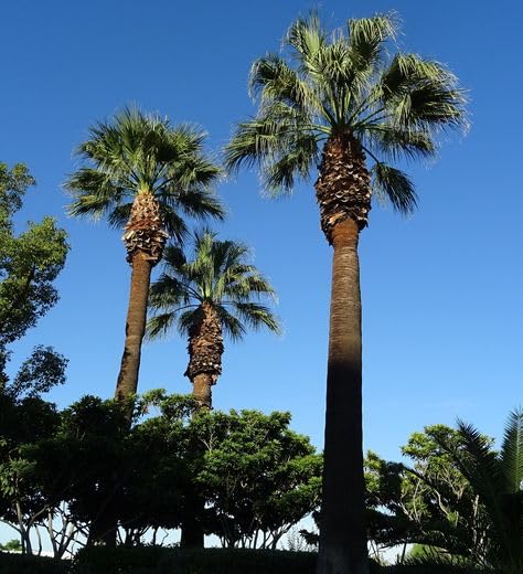 15 Graines de Palmier de Californie – Washingtonia filifera - Palmier croissance rapide - Jardin Arbre - 351