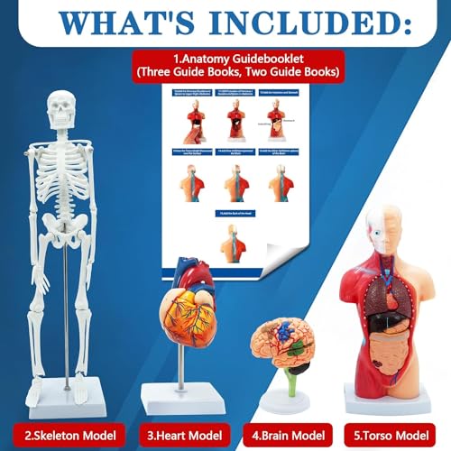 Image of Human Anatomy Body Model Kit, Sets of 4 Human Heart Brain Torso and Skeleton Models Removable Parts with Anatomical Guide Booklet 3D Model Study for Kids Medical Student Educational Demonstration