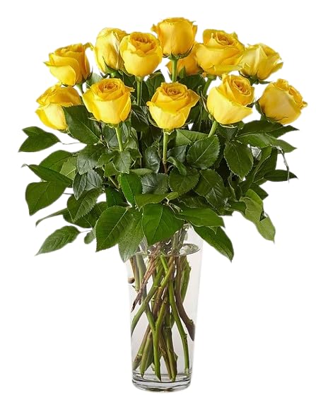Ramo de Rosas Naturales Color Amarillo con 25 Flores en Presentación Premium para Detalles Especiales Rosas Amarillas Premium