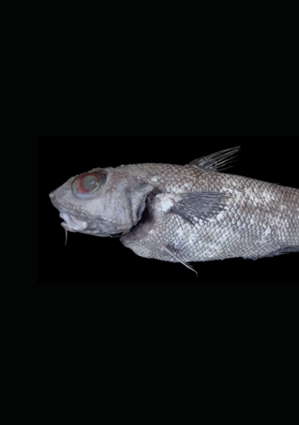 Nordseefauna I: Wirbeltiere