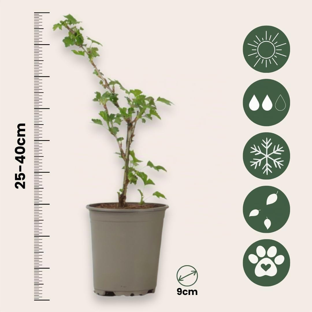 Plant in a Box - Grosella espinosa - 3 piezas - Ribes uva- crispa - Altura 25-40cm - ⌀9cm