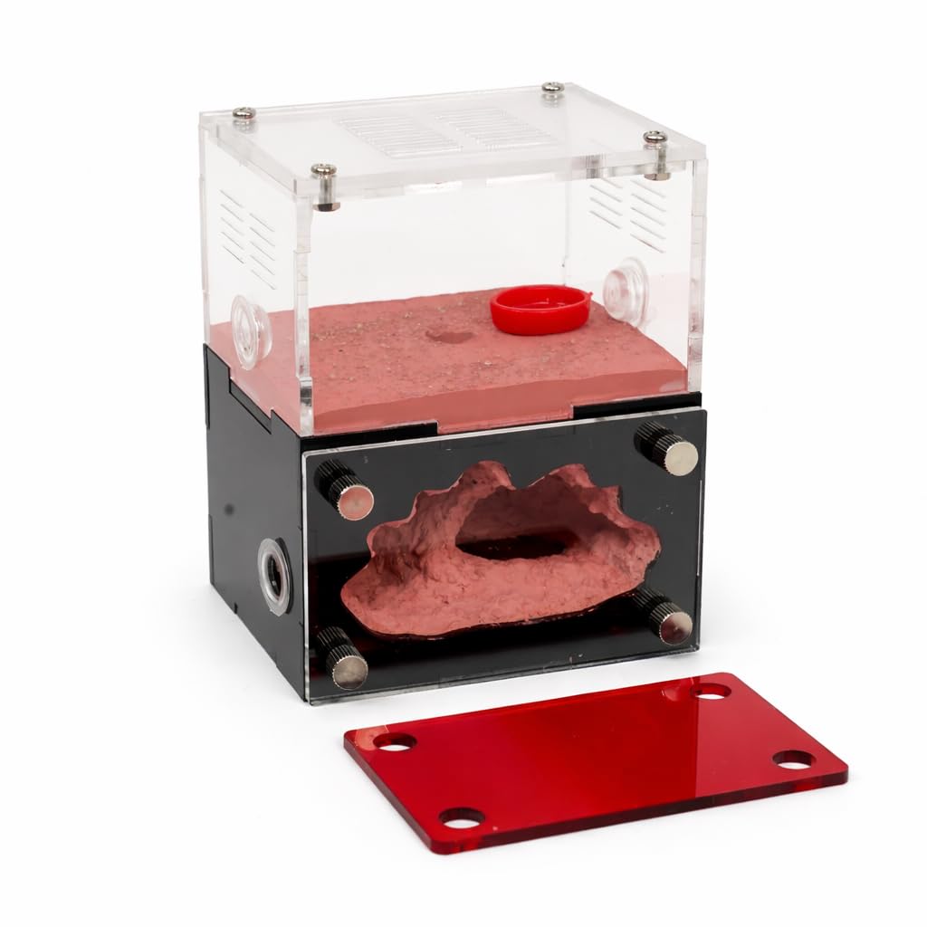 Formicarium - Kit Habitat per Ant Farm, per osservazione del comportamento, terrario educativo per adulti e bambini