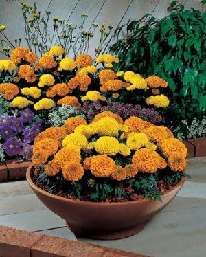 Marigold Discovery Mix 1,000 Seeds
