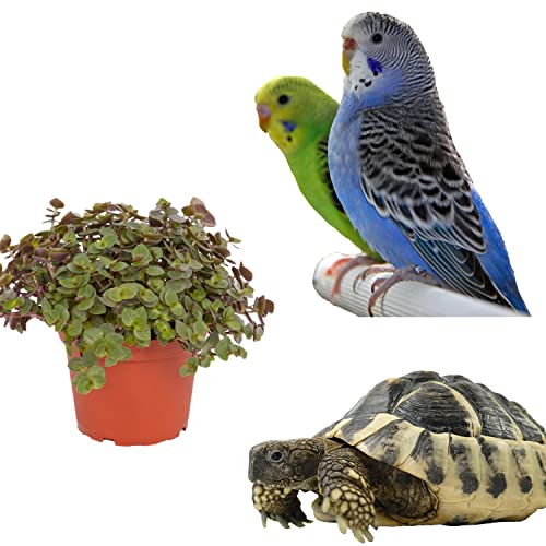 Petsnack Bio Callisia (Schönpolster) im Topf (3 Stück) ║ BIOLAND-Qualität, garantiert frei von synthetischen Pflanzenschutzmitteln ║ Höhe mit Topf 15-20 cm ║ sofort gebrauchsfertig. - Image 6