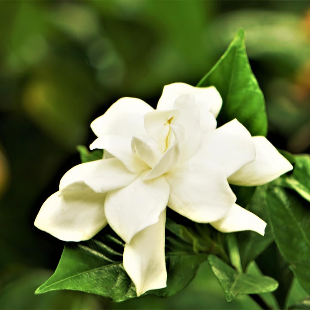 Amazon.com : Frostproof Cape Jasmine Plant, Fragrant Jasmine