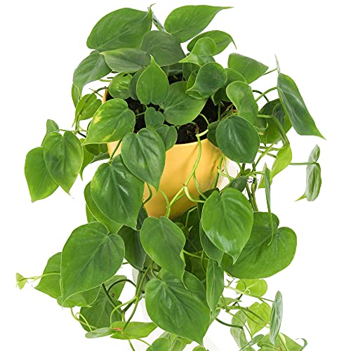 1 x Philodendron scandens | Kletter-Philodendron im Hängetopf Grün