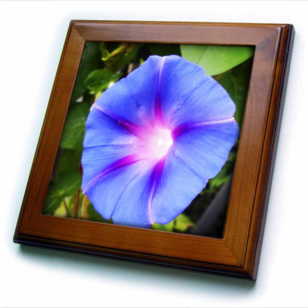3dRose ft_193008_1 Follow The Light is a Photo of a Blue Morning Glory Flower Framed Tile, 8 by 8"