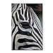 Zebras by Robert Harding Picture Library, 12x19-Inch Canvas Wall Art