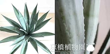 アガベ リュウゼツラン 斑入り 子株 10株セット 発根済み 観葉植物 アガベ リュウゼツラン 斑入り 子株 10株セット 発根済み 観葉