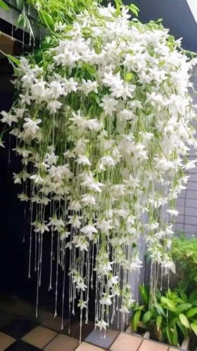Image of Live Raat Ki Rani Plant (Cestrum Nocturnum) | Night Blooming Jasmine Live Flower Plant for Home Garden Indoor Outdoor with Pot