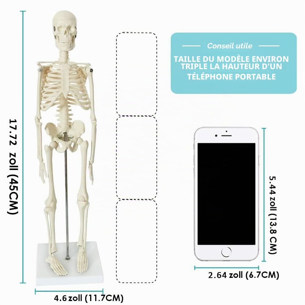 Mini modèle squelette humain pour anatomie, 45 cm (45 cm), bras et jambes mobiles à base de plastique pour l'enseignement médical, l'apprentissage, l'éducation, l'écran, cadeau