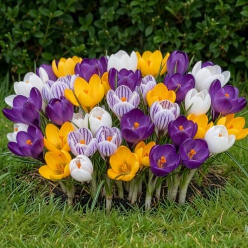Riesen Krokusse Zwiebeln Winterhart Mehrjährig - 50 Blumenzwiebeln – Ansicht 1