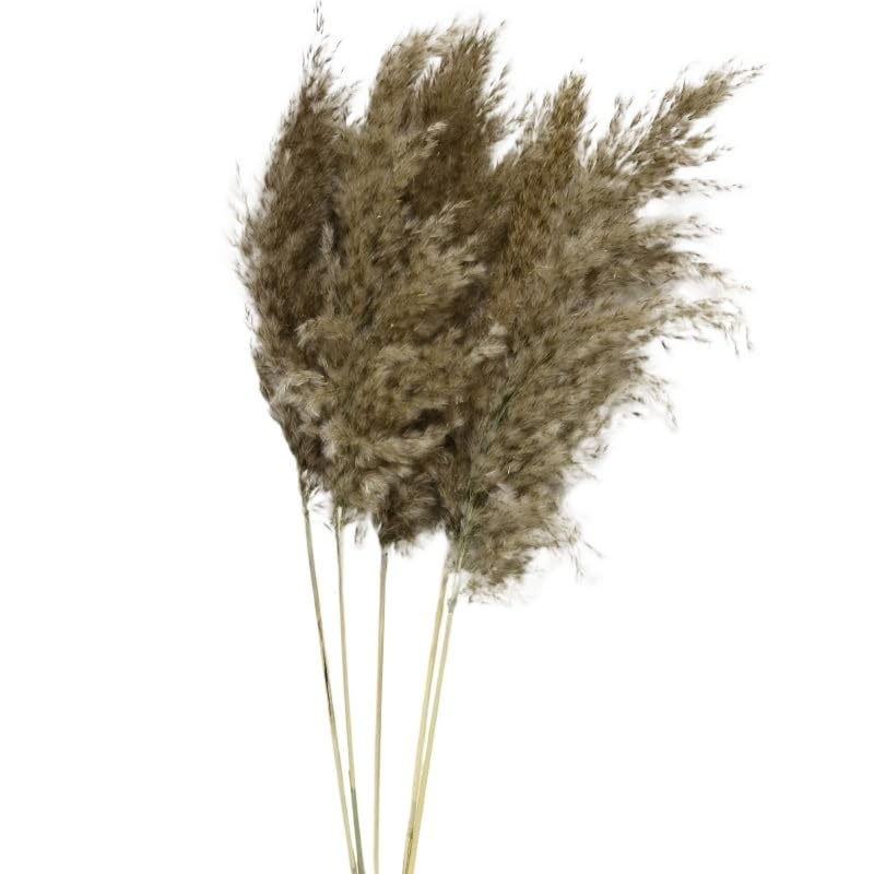 Pampas Grass Grande 60CM, 20 Tallos Secos miniatura 4
