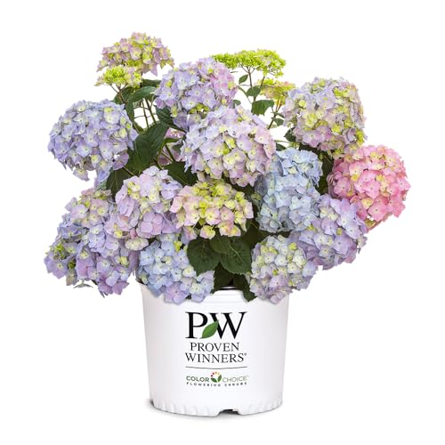 Proven Winners 2 Gal. Let's Dance Skyview Hydrangea Shrub