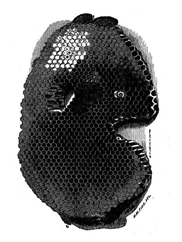 Langstroth's Hive And The Honey-Bee: The Classic Beekeeper's Manual #TOP5