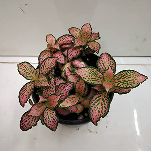 ™Hari Giver Garden Pink Fittonia / Nerve Plant Live, With Pot (B09PC2NJY9) Amazon Price History, Amazon Price Tracker