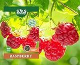 200 pcs Red Raspberry Seeds for Planting Red Raspberry Sweet Fruit Vigorous Cold-Hardy Heirloom Non-GMO Fruit Great for Garden