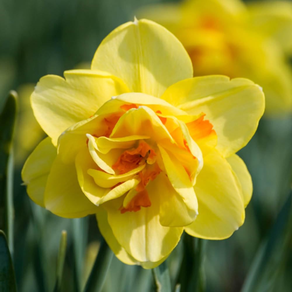 YouGarden Narcissus 'Tahiti', 24 x Bulbs Size 12/14, Ready for Autumn Planting, Spring Flowering, Daffodil Bulbs