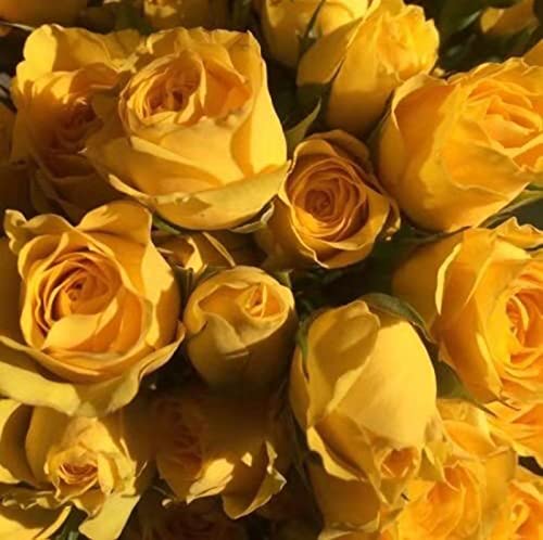 Peinture au diamant 5D de qualité supérieure, broderie strass fleur jaune décoration maison