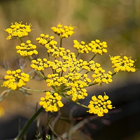 Fennel Bronze Herb - Easy to Grow Cover