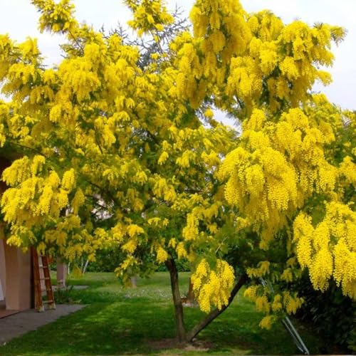 Muda de Acácia Mimosa Amarela