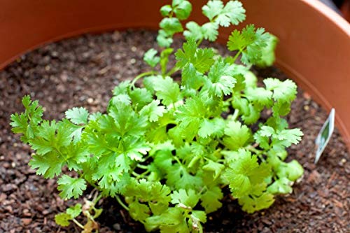 Creative Farmer Vegetable Seeds Cilantro Dhania Seeds - Coriander Seeds Coriandrum Sativum Gardening Home Garden Seeds (B07N46CNCT) Amazon Price History, Amazon Price Tracker