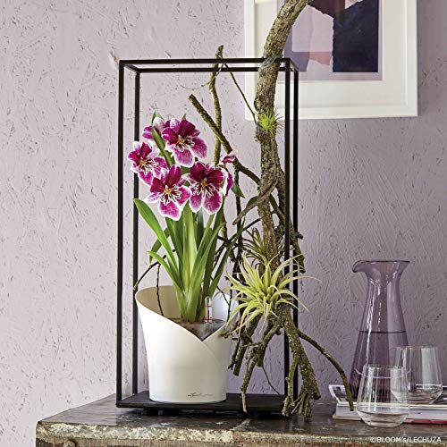 Orchideentopf Lechuza Orchidea weiß matt 13960 mit Bewässerungssystem